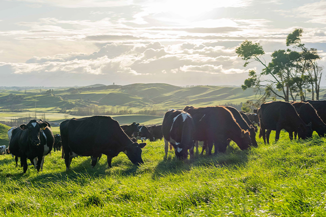 Cows in a field grazing