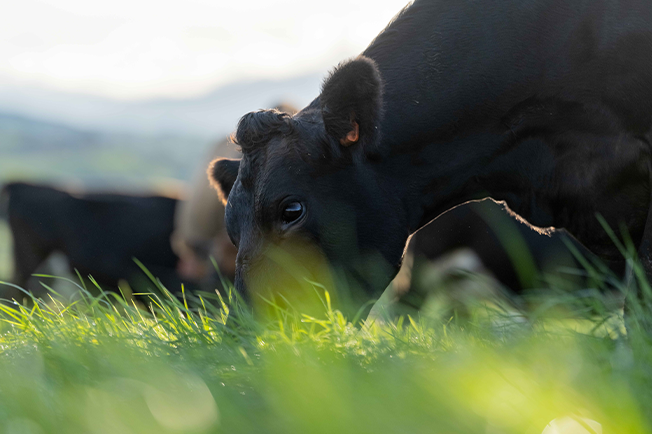 Close up of a cow grazing in a field