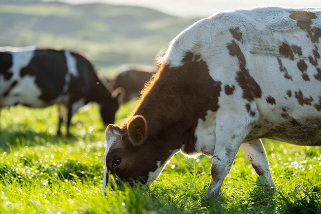 close up of a cow grazing in a field