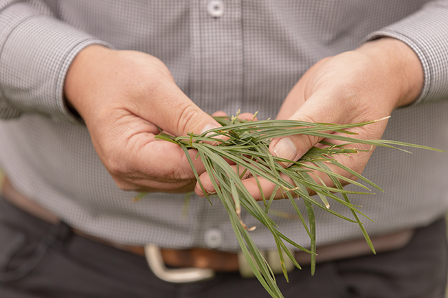 Hands holding long strands of grass